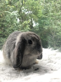 Daisy Peaches Cookies - Holland Lop Rabbit