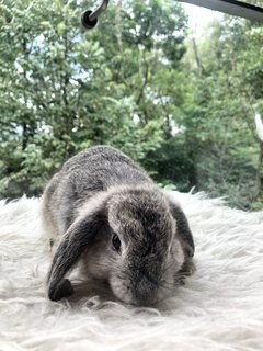 Daisy Peaches Cookies - Holland Lop Rabbit