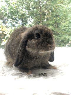 Daisy Peaches Cookies - Holland Lop Rabbit