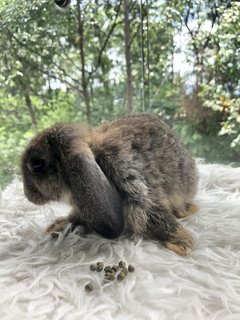 Daisy Peaches Cookies - Holland Lop Rabbit