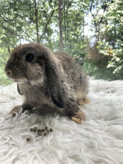 Daisy Peaches Cookies - Holland Lop Rabbit