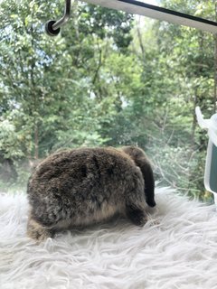 Daisy Peaches Cookies - Holland Lop Rabbit