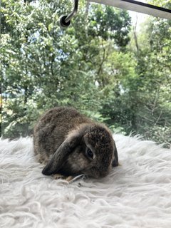 Daisy Peaches Cookies - Holland Lop Rabbit