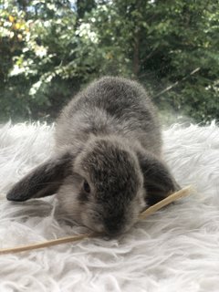 Daisy Peaches Cookies - Holland Lop Rabbit