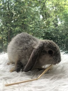 Daisy Peaches Cookies - Holland Lop Rabbit