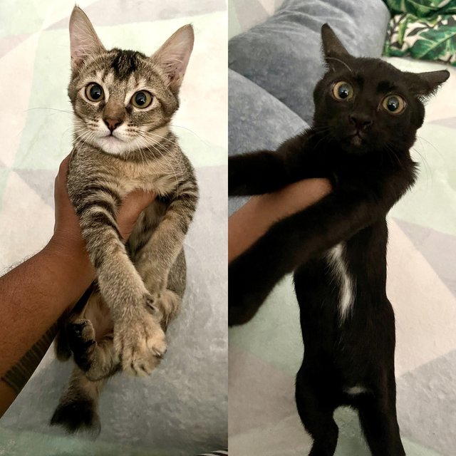 Pringles &amp; Oreo - Domestic Short Hair Cat