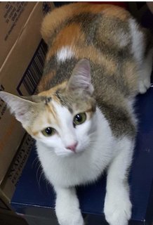 Calico  - Domestic Short Hair + Calico Cat