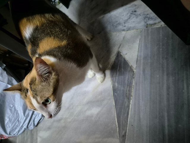 Calico  - Domestic Short Hair + Calico Cat