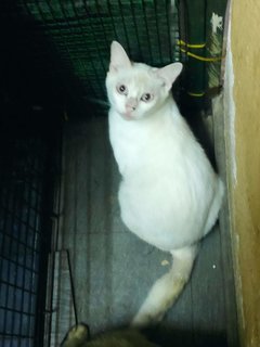 Yuki - Domestic Short Hair Cat