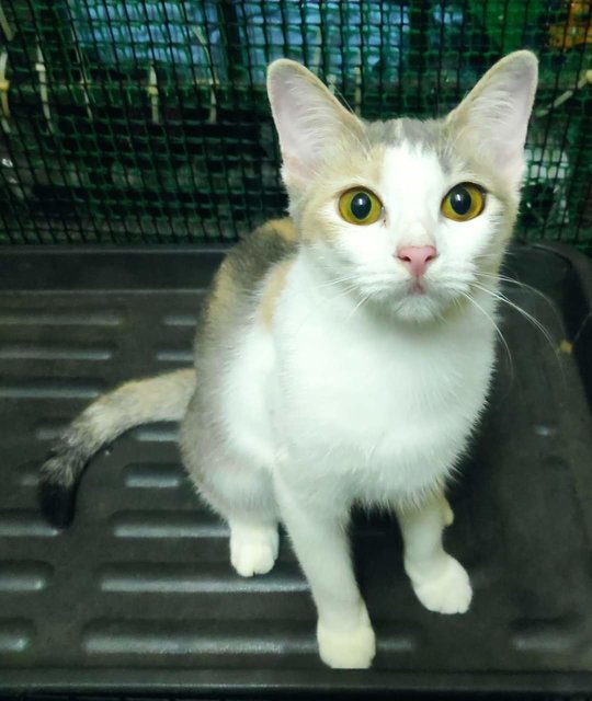 Sweet - Domestic Short Hair + Calico Cat