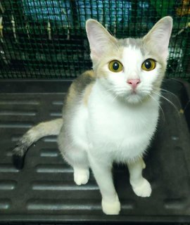 Sweet - Domestic Short Hair + Calico Cat