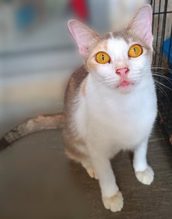 Sweet - Domestic Short Hair + Calico Cat