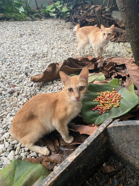 Coco And Coci - Domestic Medium Hair Cat