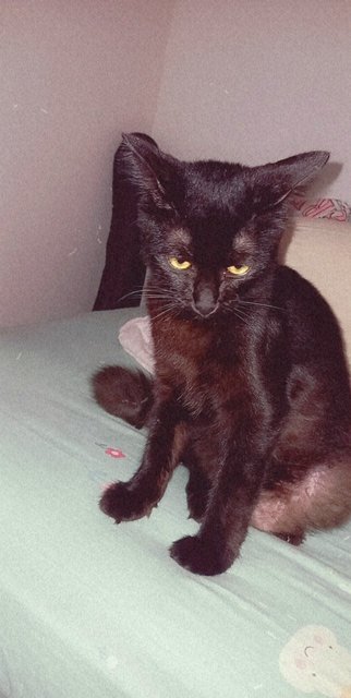 Blazey - Domestic Medium Hair + Bombay Cat