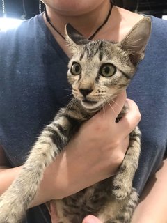 Cara And Seruni - Domestic Short Hair Cat