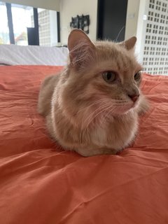 Sassy Sandy  - Domestic Medium Hair Cat