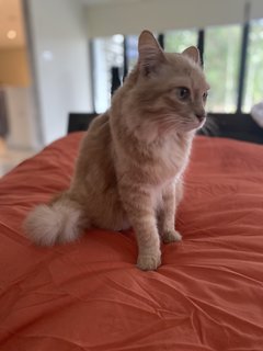 Sassy Sandy  - Domestic Medium Hair Cat