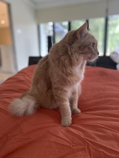 Sassy Sandy  - Domestic Medium Hair Cat