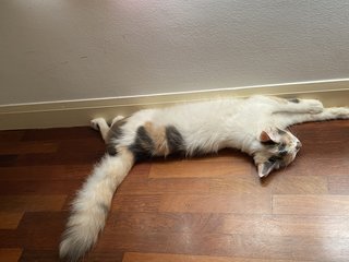 Miu - Domestic Long Hair Cat