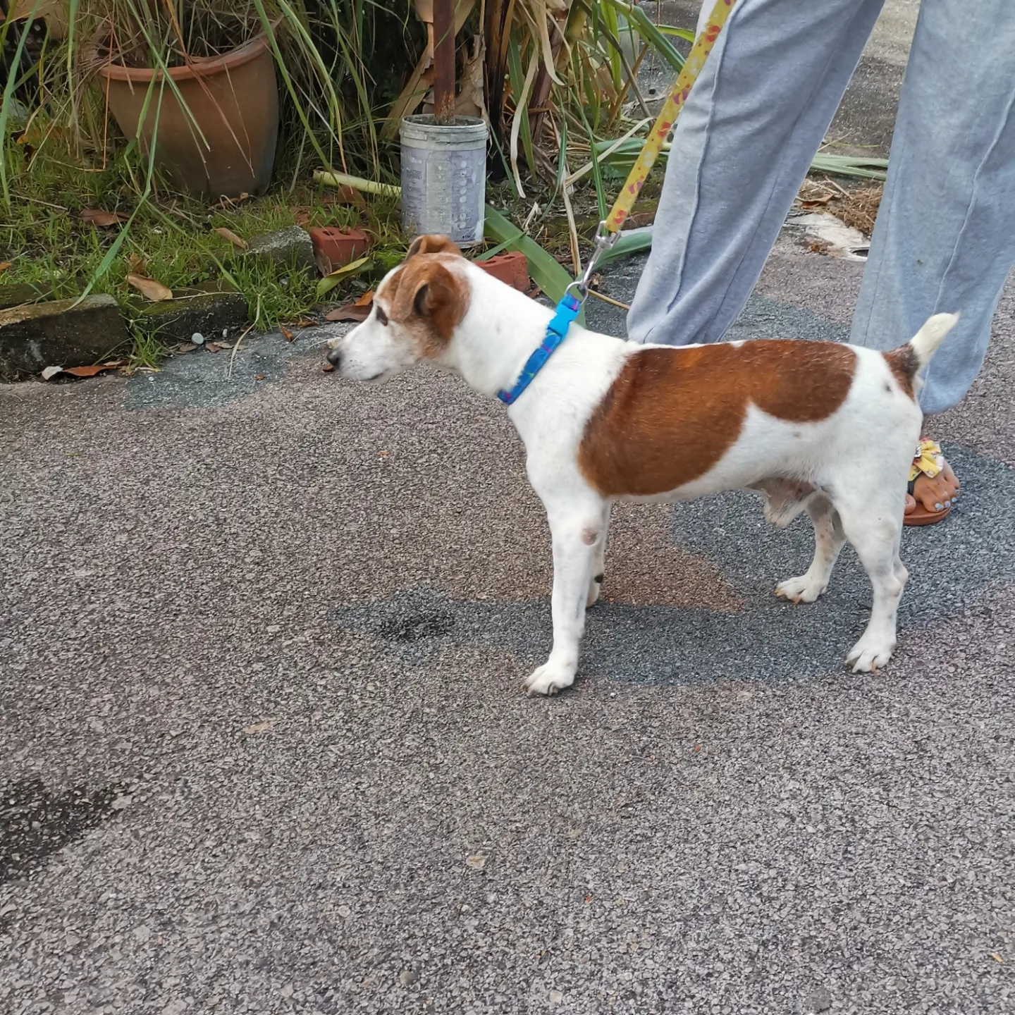 Christmas - Jack Russell Terrier Dog