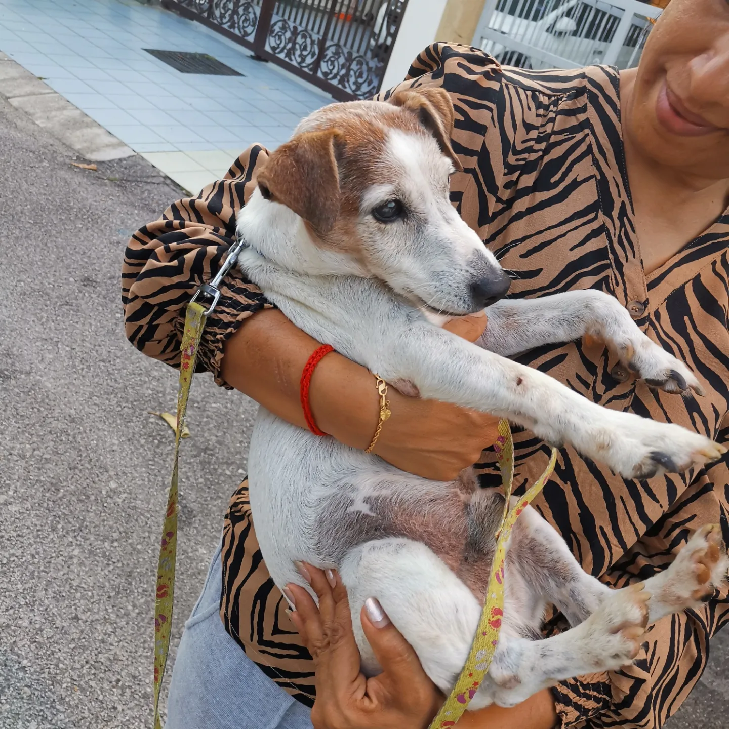 Christmas - Jack Russell Terrier Dog