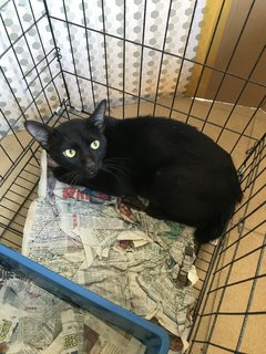 Released  - Domestic Short Hair Cat