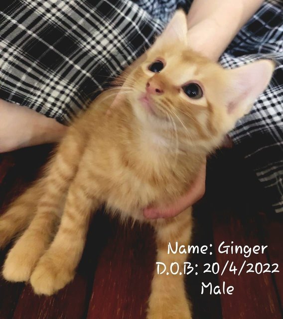 Gin-ger - Domestic Medium Hair Cat