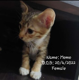 Mo-mo - Domestic Medium Hair Cat