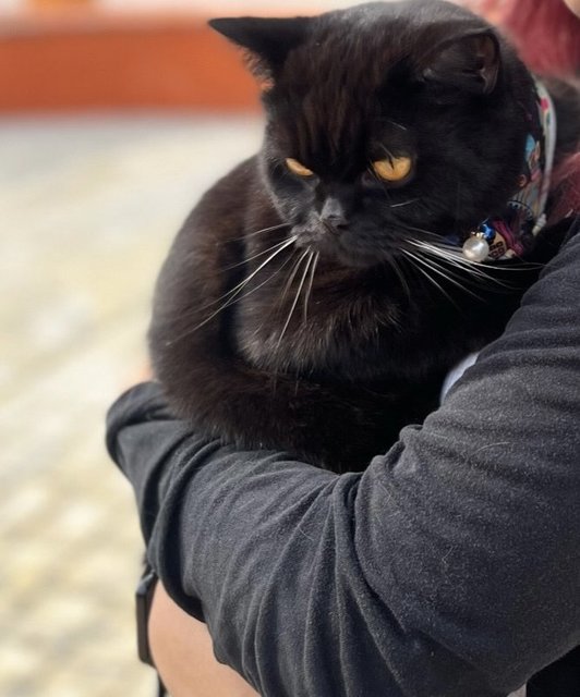 Prince - British Shorthair + Exotic Shorthair Cat