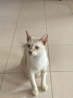 Bai Bai - Domestic Short Hair + Siamese Cat