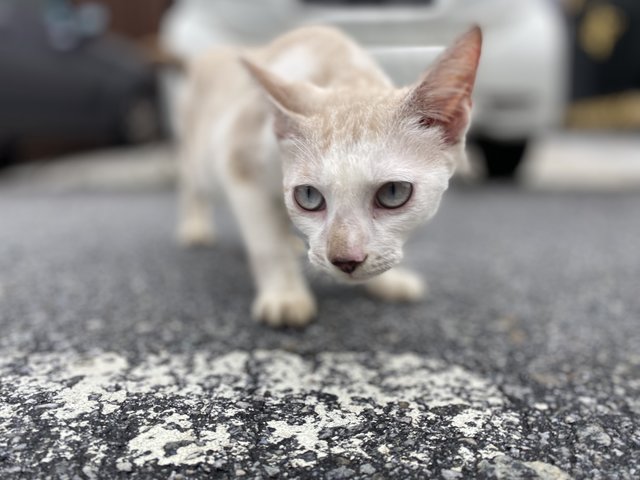 Leon - Domestic Short Hair Cat