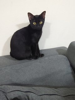 Mei - Domestic Short Hair Cat