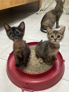 The 3 Musketeers - Domestic Short Hair Cat