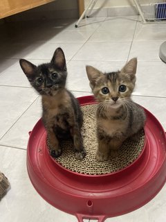 The 3 Musketeers - Domestic Short Hair Cat