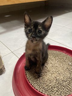 The 3 Musketeers - Domestic Short Hair Cat