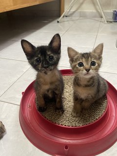 The 3 Musketeers - Domestic Short Hair Cat