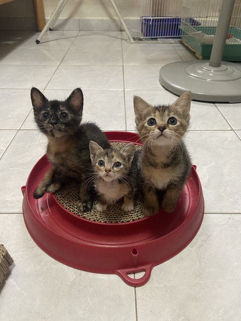 The 3 Musketeers - Domestic Short Hair Cat