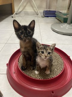 The 3 Musketeers - Domestic Short Hair Cat