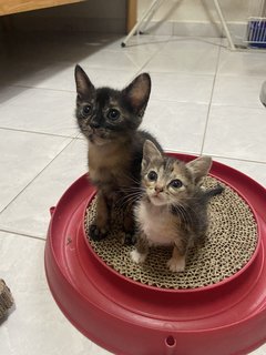 The 3 Musketeers - Domestic Short Hair Cat