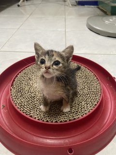 The 3 Musketeers - Domestic Short Hair Cat