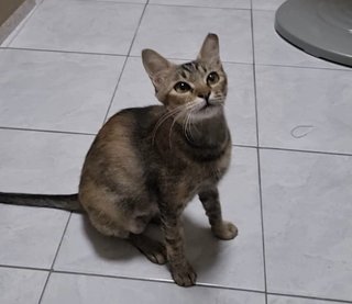 Luna - Tabby + Domestic Short Hair Cat