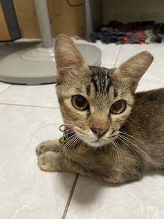 Luna - Tabby + Domestic Short Hair Cat