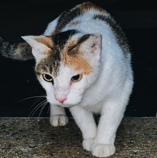 Girl - Calico Cat