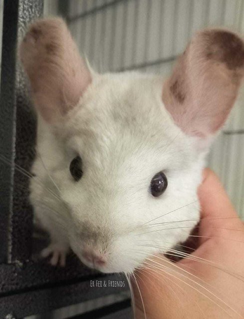 Daisy - Chinchilla Small & Furry