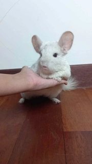 Daisy - Chinchilla Small & Furry