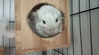 Daisy - Chinchilla Small & Furry