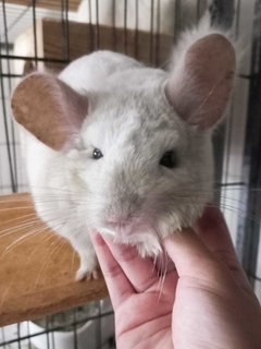 Daisy - Chinchilla Small & Furry