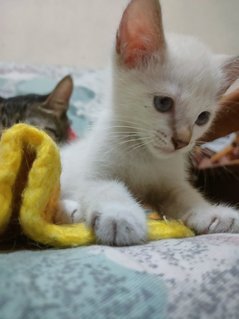 Little Snowy - Domestic Medium Hair Cat