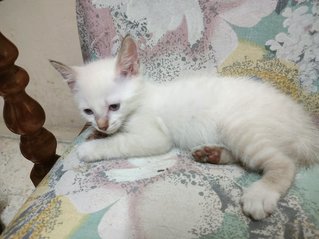 Little Snowy - Domestic Medium Hair Cat