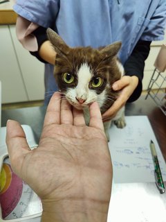 Curly - Domestic Short Hair Cat